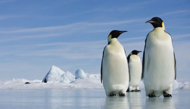 В Антарктиду можуть провести оптоволоконний інтернет